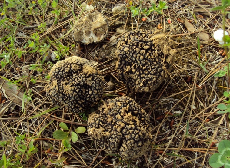 Pensavo di averle viste tutte...  tartufi in giardino!